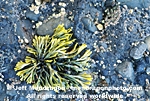 Dwarf Rock Weed photos