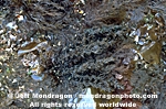 Red Algae pictures