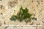 Green Algae images