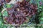 Red Algae pictures
