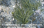 Brown Algae photos