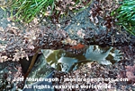 Kelp images