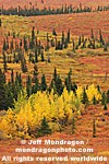Fall Colors in Denali National Park photos
