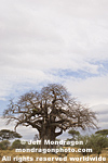 Baobab Tree pictures