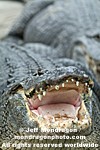 American Alligator pictures