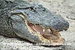 American Alligator pictures