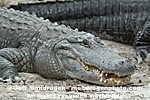 American Alligator pictures