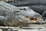 American Alligator photos