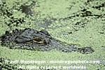 American Alligator images