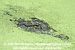 American Alligator images