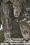 American Alligators photos