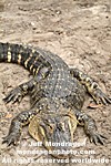 American Alligator images