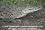 Cuban Crocodile images