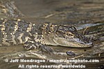 Baby American Alligator images