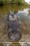 American Alligator images