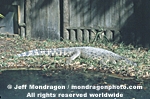 Cuban Crocodile photos