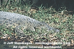 Cuban Crocodile pictures