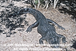 American Alligator images