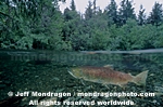 Sockeye Salmon pictures