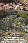 Chum Salmon photos