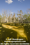 American Alligator photos