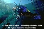 Diver in Kelp Forest pictures