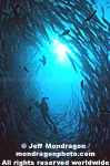 schooling Chevron Barracuda photos