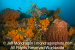 barrel sponge on Tropical Coral Reef pictures