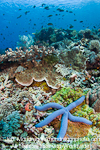 Blue Sea Star on Coral Reef images