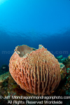 Barrel sponge images